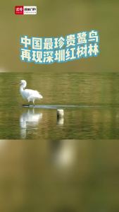 中国最珍贵鹭鸟再现深圳红树林
