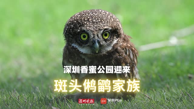 超呆萌！深圳香蜜公园迎来猫头鹰家族