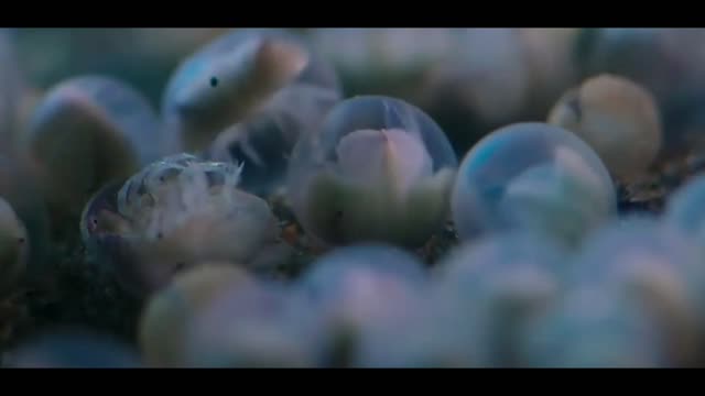 神奇生物在哪里·海洋篇