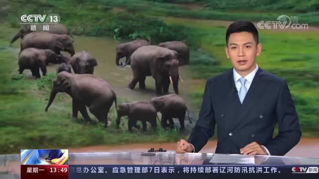 北上南归一年，亚洲象群有了新变化