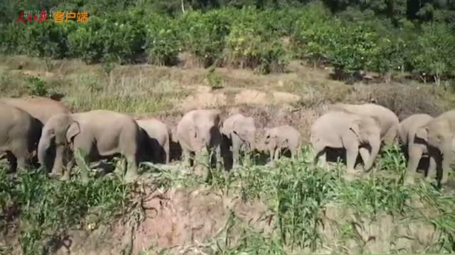 世界大象日 | 在中国，为何这些亚洲象都有名字？