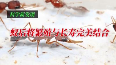 科学新发现丨蚁后将繁殖与长寿完美结合