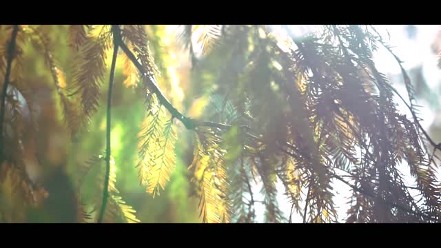 山海盐田·书式生活 ② | 宪法公园里的美丽邂逅