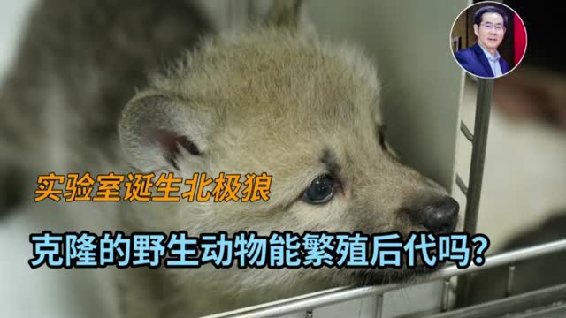 科普一下丨实验室诞生北极狼，克隆的野生动物能繁殖后代吗？