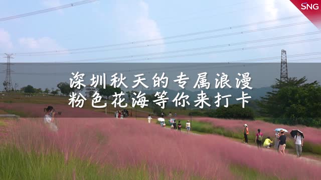 深圳秋天的专属浪漫，粉色花海等你打卡