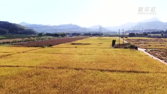 广东韶关：“巨型稻”试种成功 亩产可达1500斤