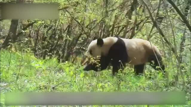 陕西周至：首次在人类活动区域附近拍到野生秦岭大熊猫