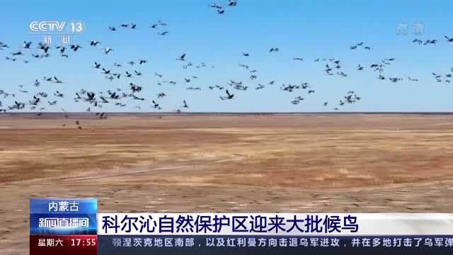 内蒙古科尔沁国家级自然保护区迎来大批候鸟