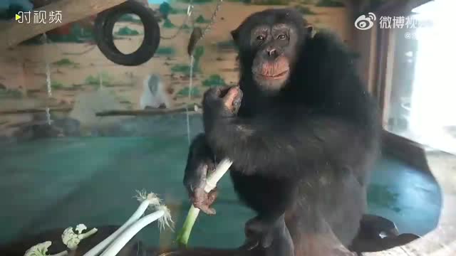 山东一动物园黑猩猩每天吃大葱大蒜，园方回应