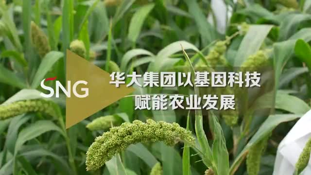 华大集团为农业发展贡献深圳力量