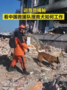 连线“汪汪队”：中国救援队搜救犬如何在废墟中救人？