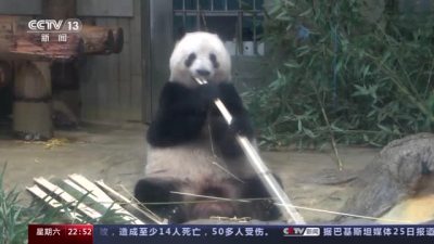 “要幸福哦！”日本民众挥泪告别熊猫香香 中国网友发出邀请
