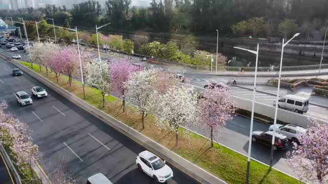 心向上 花自开