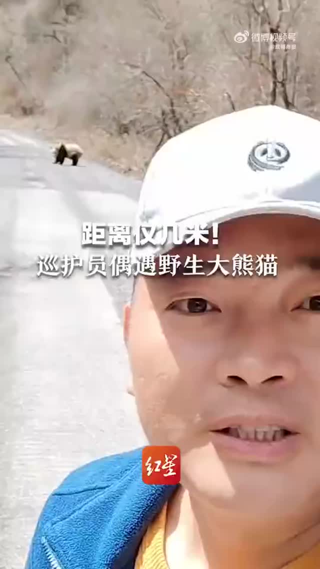 距离仅几米！巡护员偶遇野生大熊猫