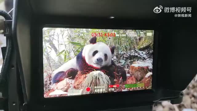 野生大熊猫摄像机前秒睡打呼噜，网友：睡得好香