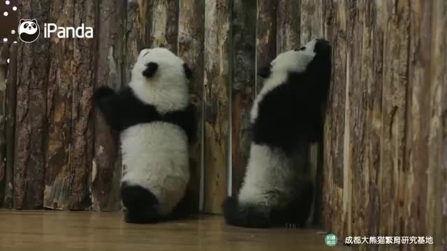 论“拖后腿”，熊猫宝宝是专业的