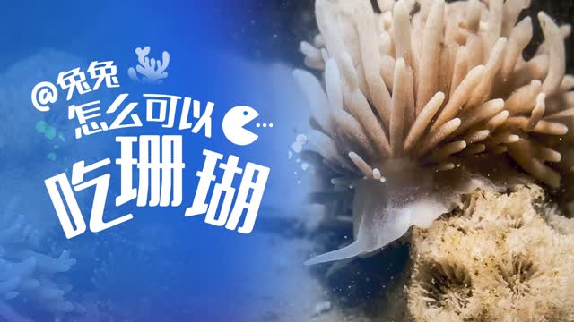 @兔兔：怎么可以吃珊瑚！深圳海底拍到神奇一幕→