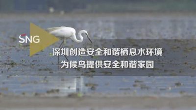 深圳持续推进候鸟栖息水环境和迁徙通道保护