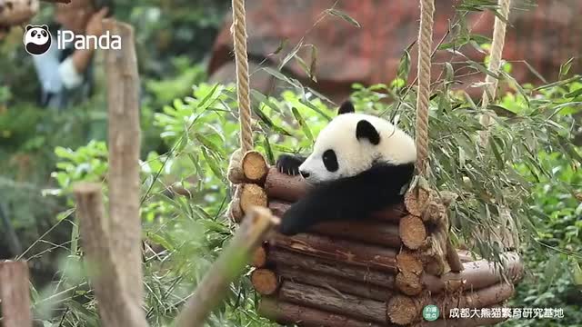 大熊猫悠闲起来是什么样子？