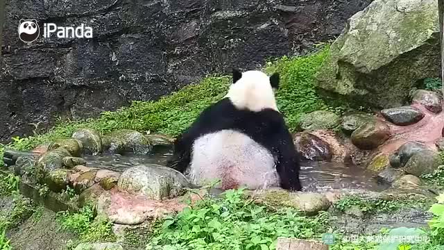 大熊猫划水快乐又惬意