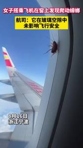 航司回应“蟑螂趴飞机舷窗旅行3000公里”：它在玻璃空隙中，未影响飞行安全