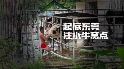 东莞通报：灌水牛供应商等5名人员已被警方控制，全市将开展专项整治