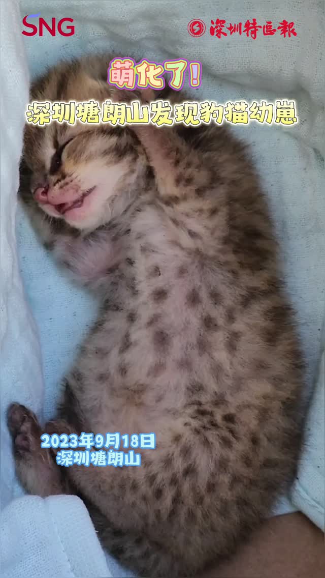萌化了！深圳塘朗山发现豹猫幼崽