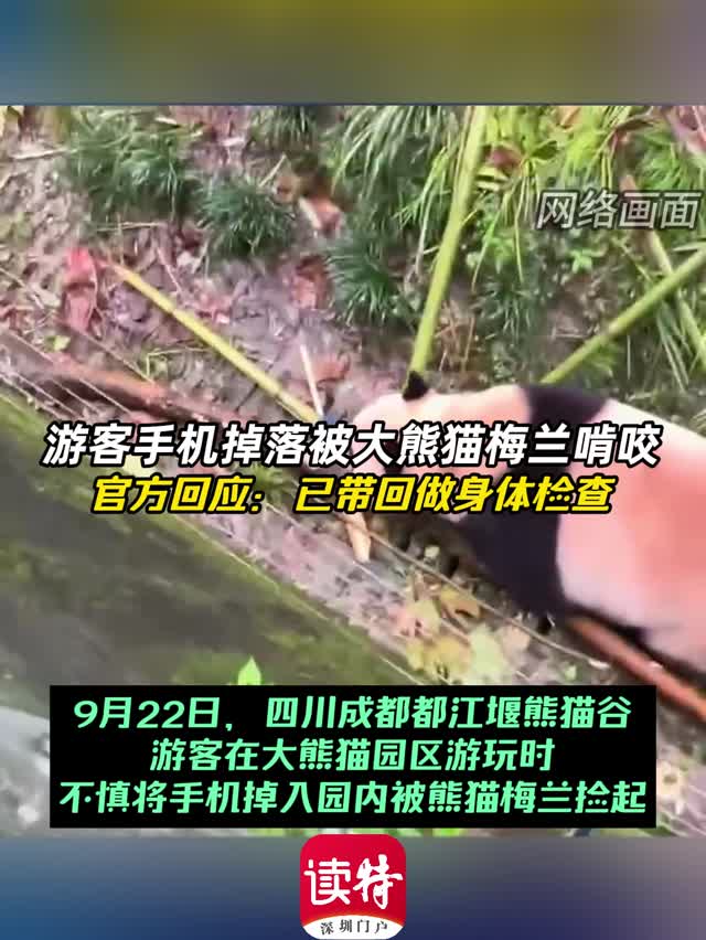 游客手机掉落被大熊猫梅兰啃咬 官方回应：已带回做身体检查