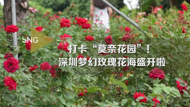 深圳梦幻玫瑰花海盛开啦