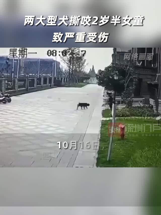 两大型犬撕咬2岁半女童致严重受伤   女童肾脏及背部都受伤