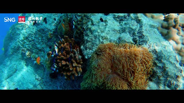 深企研发“水下机器人” 助燃蓝色科技引擎