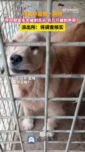 网传江苏盐城一狗场数只狗被割舌头割声带，警方回应
