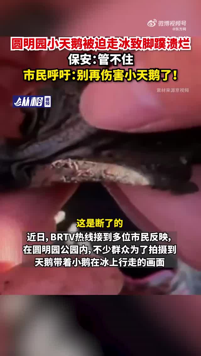 圆明园小天鹅被迫走冰致脚蹼溃烂？市民呼吁：请停止伤害！
