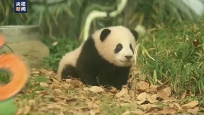 旅韩大熊猫“福宝”启程回国！饲养员哭了，韩国民众依依不舍送祝福