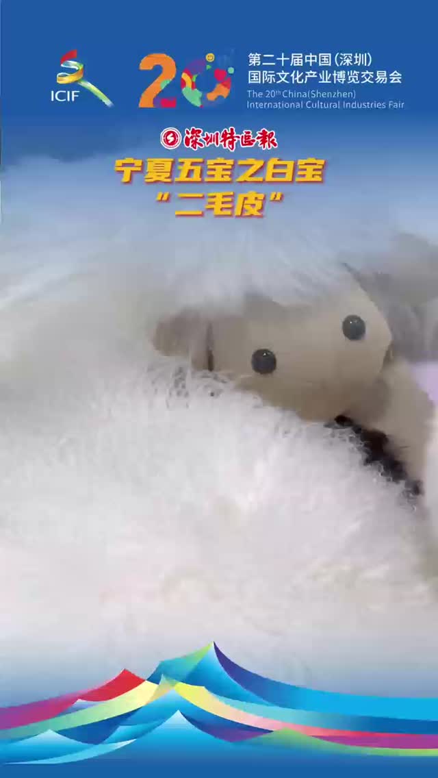 宁夏五宝之白宝“二毛皮”
