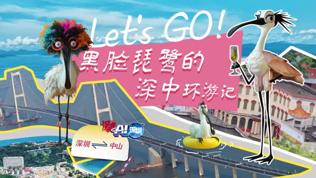 Let's go！黑脸琵鹭的深中环游记