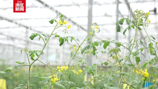 深圳着力打造农业科技新高地