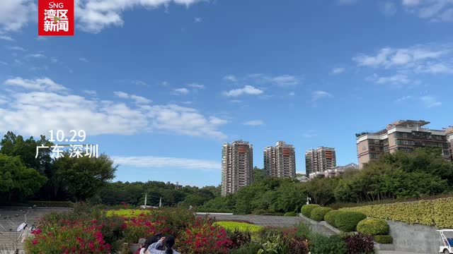 深圳园博园黄风铃绽放枝头