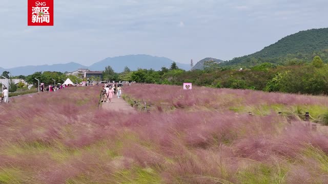 一秒圈“粉”！深圳粉黛绽放