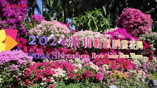 2024深圳簕杜鹃赏花周精彩来袭