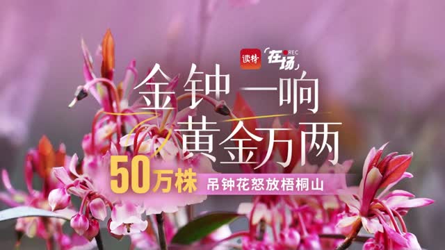 在场 | 金钟一响，黄金万两，50万株吊钟花怒放梧桐山