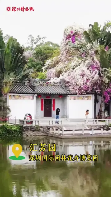 园博园三角梅瀑布，美到溢出来！