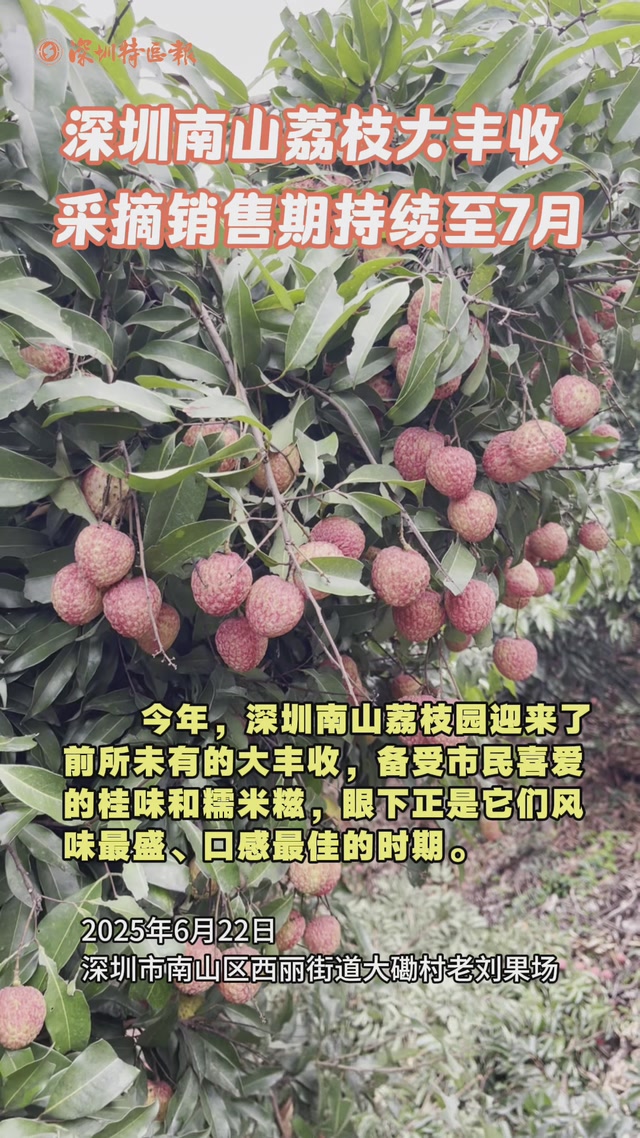 深圳南山荔枝大丰收 采摘销售期持续至7月