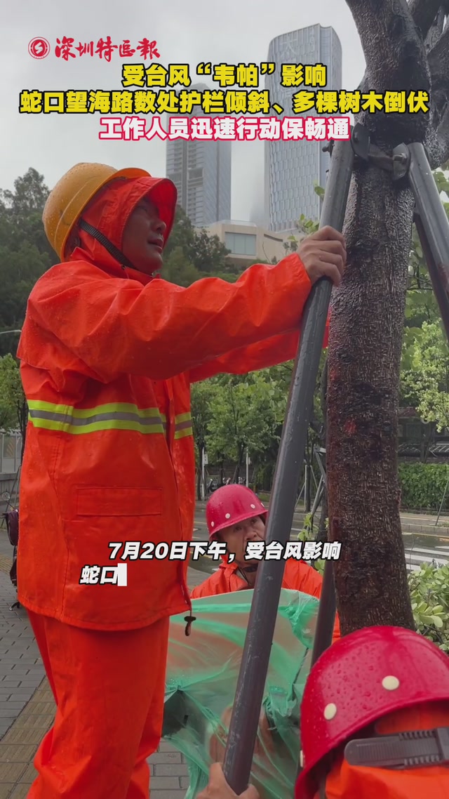 受台风“韦帕”影响，蛇口望海路数处护栏倾斜、多棵树木倒伏，工作人员迅速行动保畅通！
