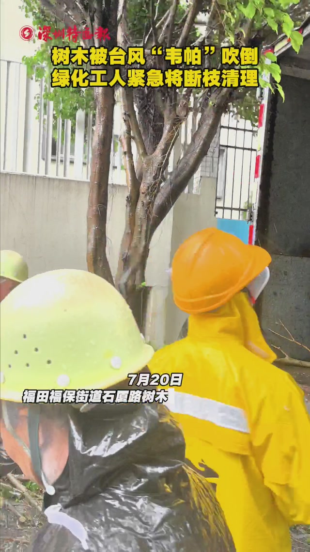 树木被台风“韦帕”吹倒，绿化工人紧急将断枝清理