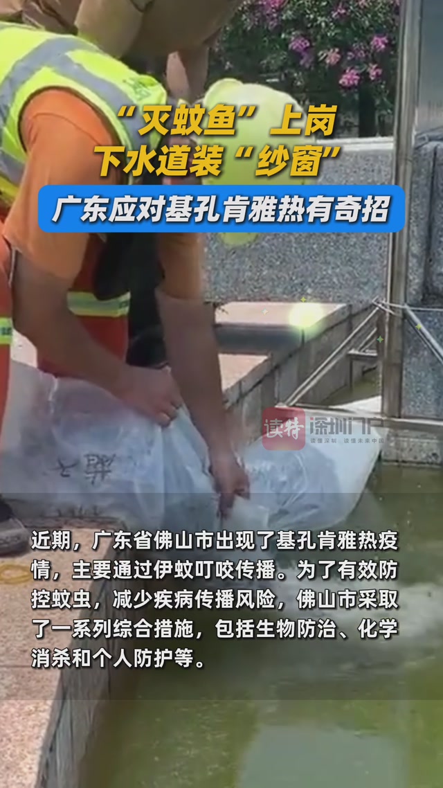 “灭蚊鱼”上岗，下水道装“纱窗”……广东应对基孔肯雅热有奇招！