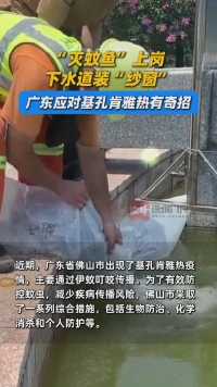 “灭蚊鱼”上岗，下水道装“纱窗”……广东应对基孔肯雅热有奇招！