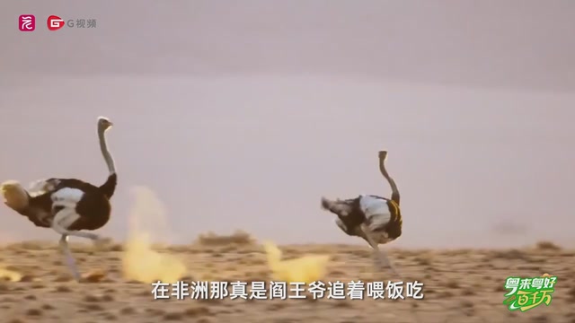 好大一“鸵”