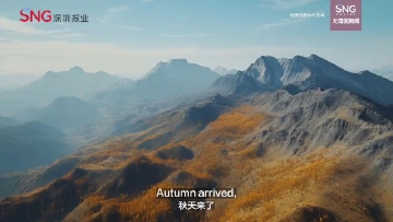 豹猫的深圳寻家之旅