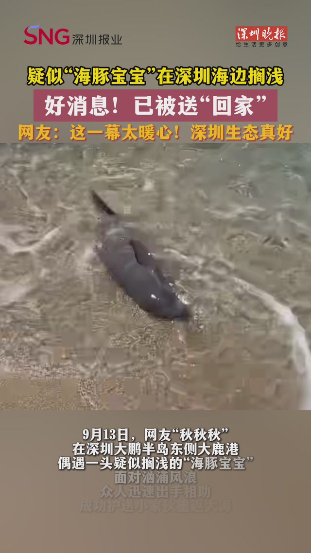 疑似“海豚宝宝”在深圳海边搁浅！好消息！已被送“回家”
